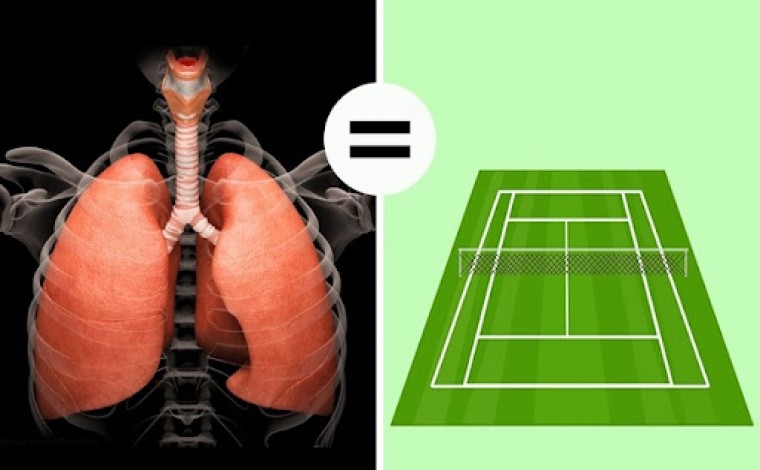 Mushkëritë janë sa një fushë tenisi:10 kuriozitete shkencore që ndoshta nuk i dini për frymëmarrjen!