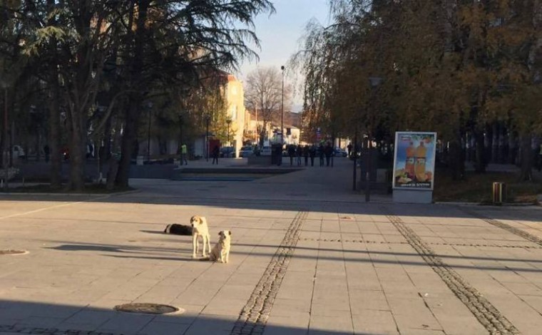 Qentë endacakë po bëhen më agresivë në Preshevë, në Bujanoc ka strehimore