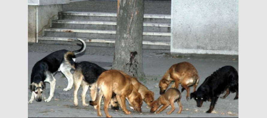 "Avenia MB" sot do të bëjë kapjen e qenëve endacakë në Medvegjë