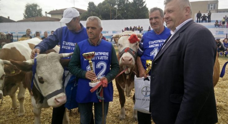 Mbahet ekspozita e lopëve në Bujanoc, fituesi absolut pronari Zenel Halili (foto)