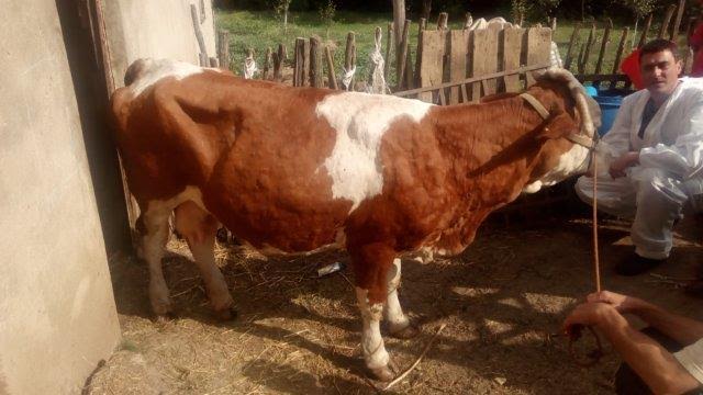 Gjendje e vështirë për kafshët në komunën e Bujanocit,  sëmundja nuk ka rrezik për njerëzit